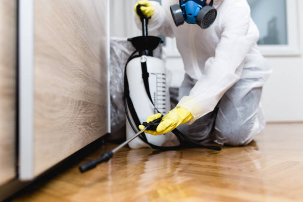 Best Wasp Removal Services  in La Luz, NM