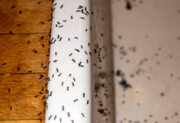 Best Flea Control Services  in La Luz, NM