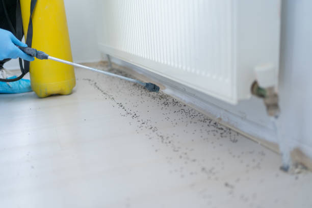 Best Termite Control Services  in La Luz, NM