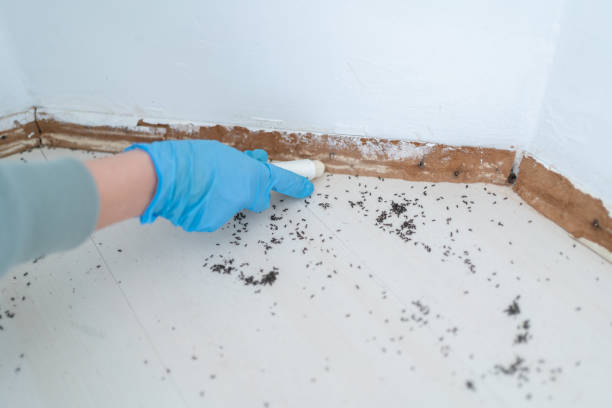 Best Ant Control Services  in La Luz, NM